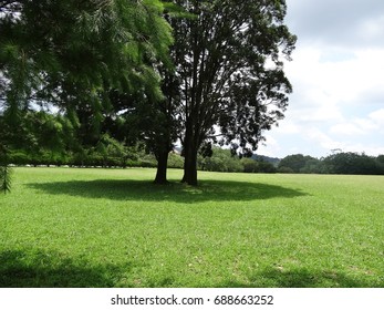 Grass and tree