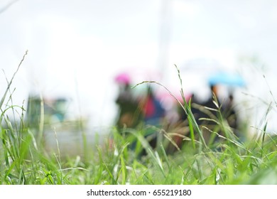 Grass tree with background