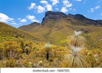 Grass Trees infront of Bluff Knowl, Stirling Range National Park, Western Australia