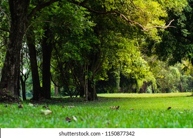  grass with trees in the park.