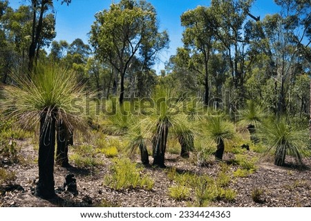 Grass trees (Xanthorrhoea) with black trunks in native forest with jarrah, marri and powderbark trees in Avon Valley National park, close to Perth, Western Australia.
