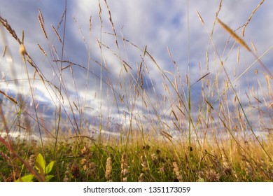 Grass under the Sky