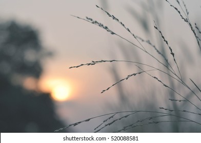 The grass under the sun - Shutterstock ID 520088581