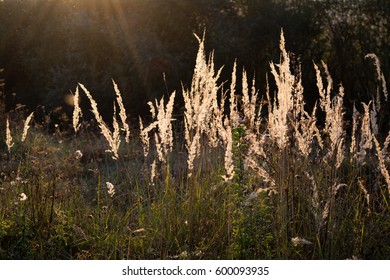 grass under sunshine