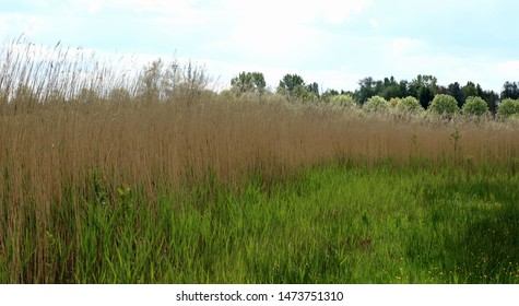 Grass In The Valley Of The River Nete, Vriesel, Belgium