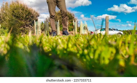 Grass view from ground level.