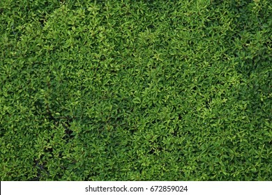 Grass Wall Texture Seamless.