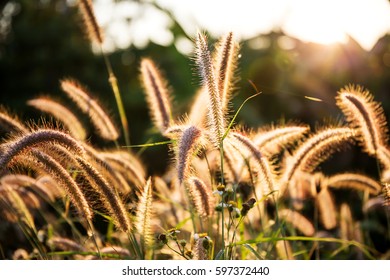 Grass wayside, Selective focus.