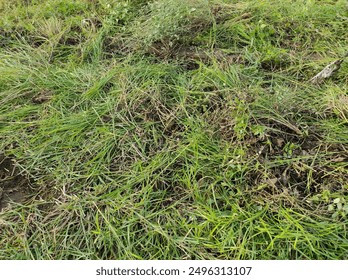 Grass weeded and kept to trash it