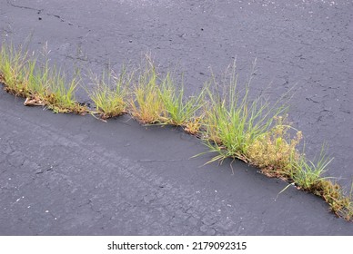 Grass And Weeds Growing Up Through Cracks In A Northern Illinois Suburban Home Driveway.