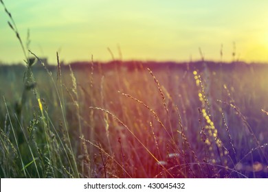 Grass When Sunset With Retro Vintage Filter