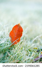  grass in white frost.Autumn brown maple leaves in frost. frosty Lawn close-up.First frosts. Frosty natural background. Late autumn.Autumn nature. 