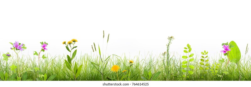 Grass And Wild Flowers  Isolated Background