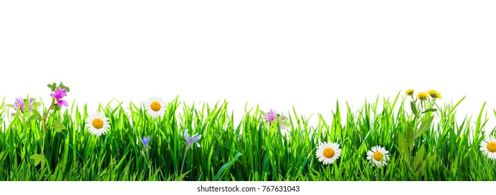 Gras und Wildblumen einzeln auf Hintergrund