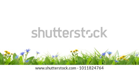 grass and wild flowers  isolated background