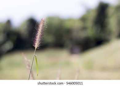 Grass with the wind
