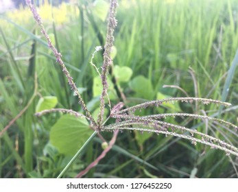 Grass in winter