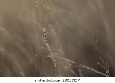 Grass in winter with hoarfrost in Dwingelderveld, Netherlands