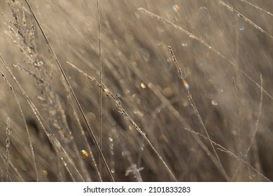 Grass in winter with hoarfrost in Dwingelderveld, Netherlands