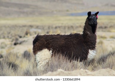 Grass and wool
