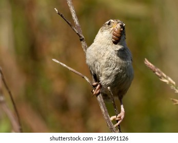 Grass Wren, Cistothorus Platensis, Carrying Grub, Falkland Islands