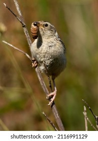 Grass Wren, Cistothorus Platensis, Carrying Grub, Falkland Islands