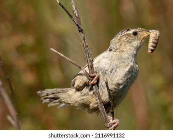 Grass Wren, Cistothorus Platensis, Carrying Grub, Falkland Islands