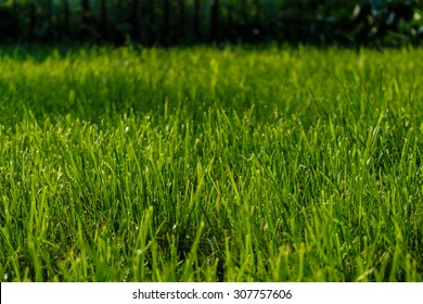 Grass In The Yard.