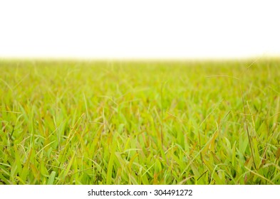 grass yard in white background