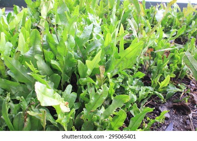 Grasses