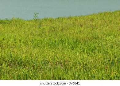 Grasses