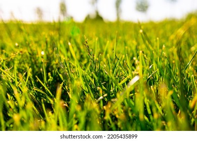 Grasses Or Crops Of The Park. Nature Or Carbon Net Zero Concept Photo. 