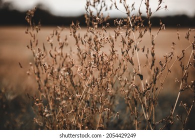 Grasses and fields in vinatage look 1 | Golden hour of close-up| nature photography | outdoor photography