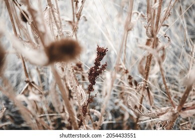 Grasses and fields in vinatage look 2 | Golden hour of close-up| nature photography | outdoor photography