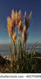 Grasses grow along the Oregon Coast.