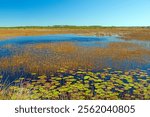 Grasses and Lily Pads in a Wildlife Refuge in St Marks National Widlife Refuge in Florida