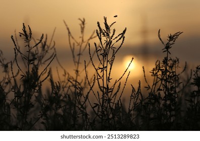 Grasses in the sunset, insects flying in the sunset, bees and flowers in the setting sun - Powered by Shutterstock