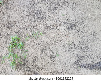 Grasses That Grow On The Sand Adapt To Global Warming.