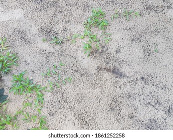 Grasses That Grow On The Sand Adapt To Global Warming.