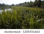 Grasses and water outdoors