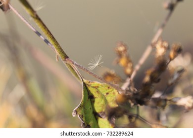 grass-flower