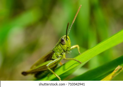 Grasshoper