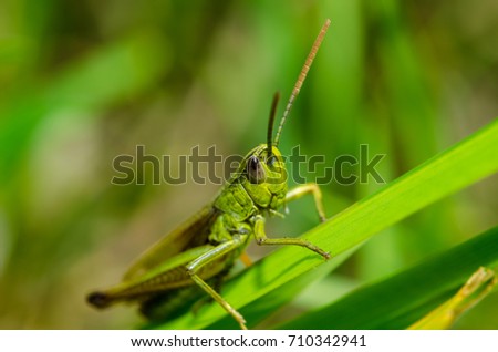 Grasshoper