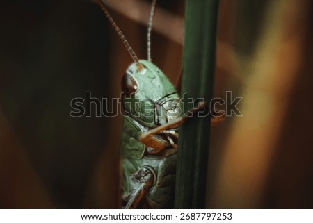 grasshoper close up on a grass 