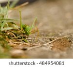 grasshopper 