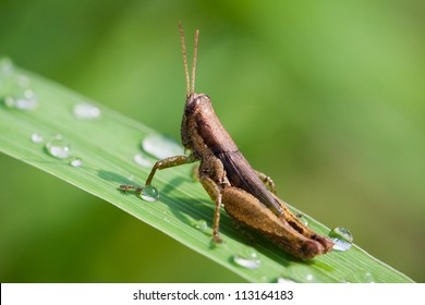 Top View Grasshopper On Green Grass Stock Photo 1083069941 | Shutterstock