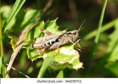 Grasshopper