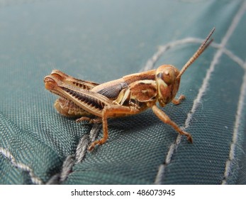 Grasshopper