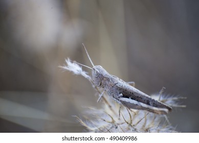 grasshopper