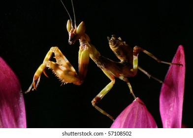 grasshopper